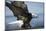 American Bald Eagle Fishing-null-Mounted Photographic Print