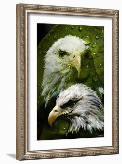 American Bald Eagle III-Gordon Semmens-Framed Giclee Print