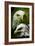 American Bald Eagle III-Gordon Semmens-Framed Giclee Print