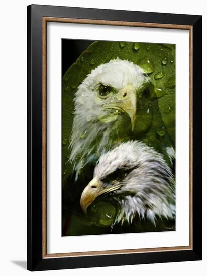 American Bald Eagle III-Gordon Semmens-Framed Giclee Print