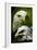 American Bald Eagle III-Gordon Semmens-Framed Giclee Print