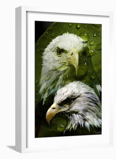 American Bald Eagle III-Gordon Semmens-Framed Giclee Print