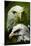 American Bald Eagle III-Gordon Semmens-Mounted Giclee Print