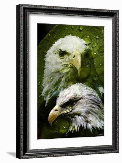 American Bald Eagle III-Gordon Semmens-Framed Giclee Print