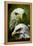 American Bald Eagle III-Gordon Semmens-Framed Premier Image Canvas