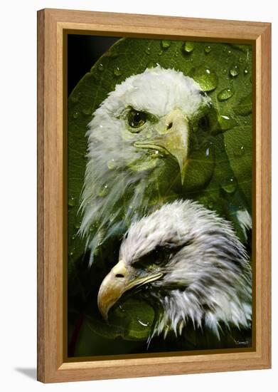 American Bald Eagle III-Gordon Semmens-Framed Premier Image Canvas