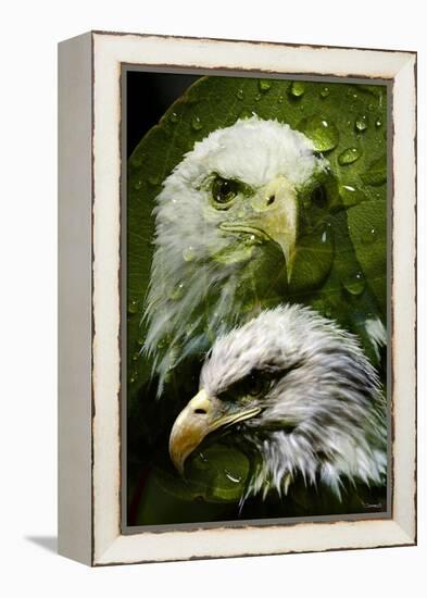 American Bald Eagle III-Gordon Semmens-Framed Premier Image Canvas