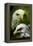 American Bald Eagle III-Gordon Semmens-Framed Premier Image Canvas