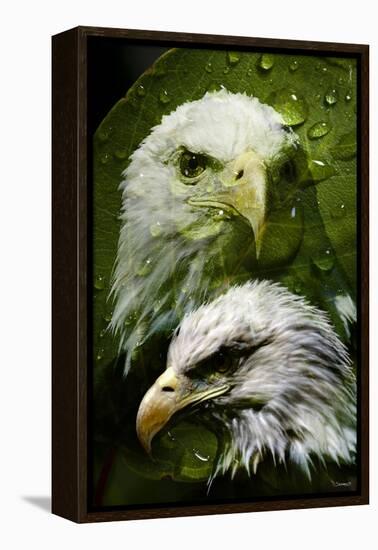 American Bald Eagle III-Gordon Semmens-Framed Premier Image Canvas