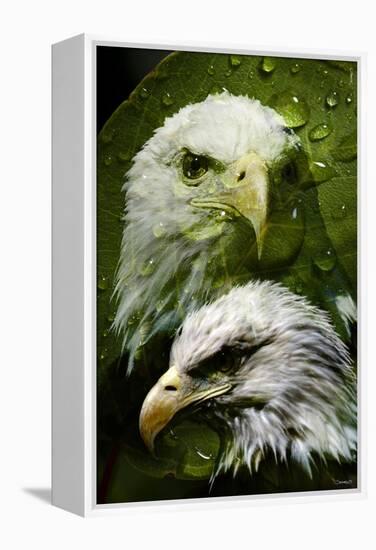 American Bald Eagle III-Gordon Semmens-Framed Premier Image Canvas