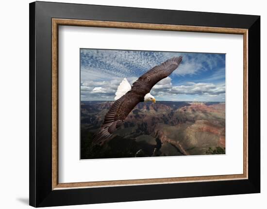 American Bald Eagle Mountains-null-Framed Art Print