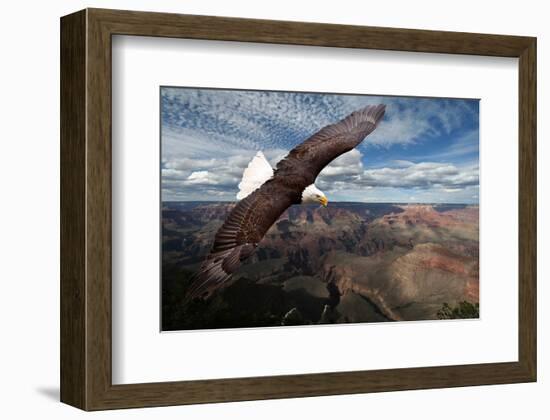American Bald Eagle Mountains-null-Framed Art Print