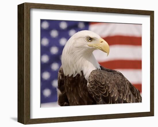 American Bald Eagle Portrait Against USA Flag-Lynn M^ Stone-Framed Photographic Print