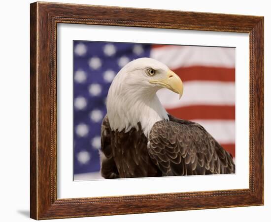 American Bald Eagle Portrait Against USA Flag-Lynn M^ Stone-Framed Photographic Print