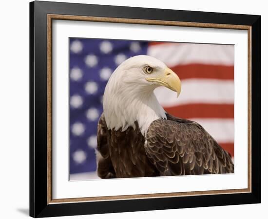 American Bald Eagle Portrait Against USA Flag-Lynn M^ Stone-Framed Photographic Print