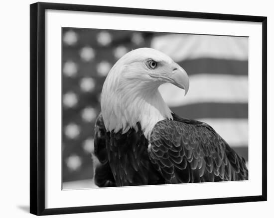 American Bald Eagle Portrait Against USA Flag-Lynn M. Stone-Framed Photographic Print