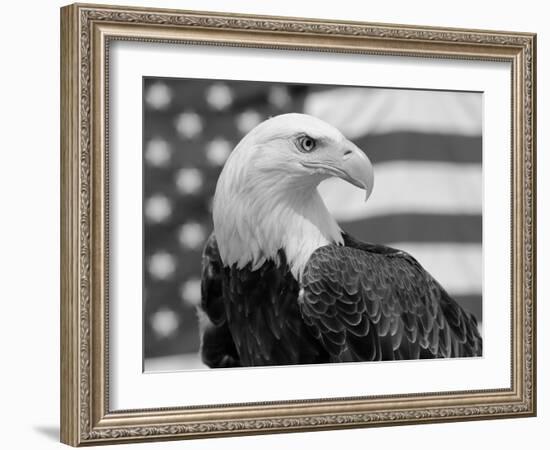 American Bald Eagle Portrait Against USA Flag-Lynn M. Stone-Framed Photographic Print