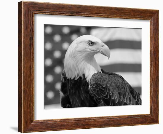 American Bald Eagle Portrait Against USA Flag-Lynn M. Stone-Framed Photographic Print