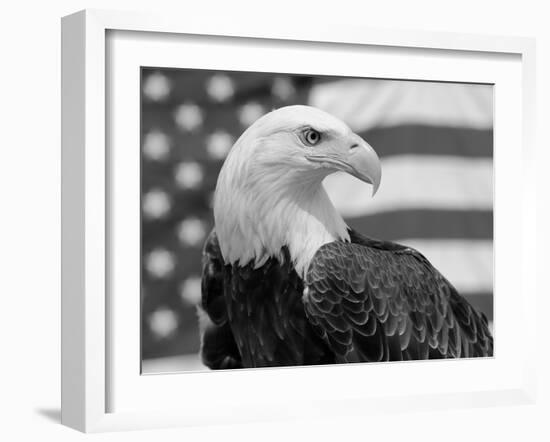 American Bald Eagle Portrait Against USA Flag-Lynn M. Stone-Framed Photographic Print