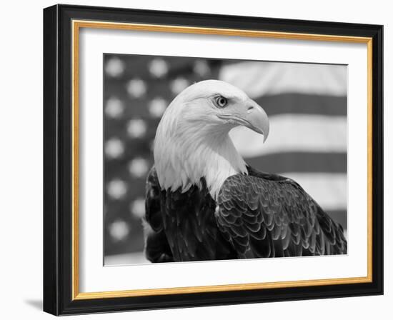 American Bald Eagle Portrait Against USA Flag-Lynn M. Stone-Framed Photographic Print