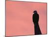 American Bald Eagle Silhouette at Sunrise, Alaska-Rolf Nussbaumer-Mounted Photographic Print