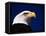 American Bald Eagle-Joseph Sohm-Framed Premier Image Canvas