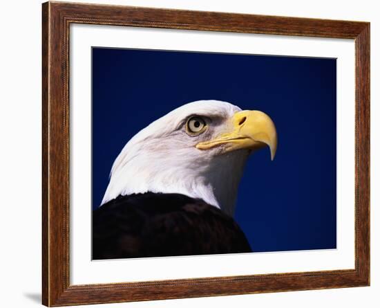 American Bald Eagle-Joseph Sohm-Framed Photographic Print