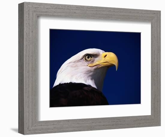 American Bald Eagle-Joseph Sohm-Framed Photographic Print