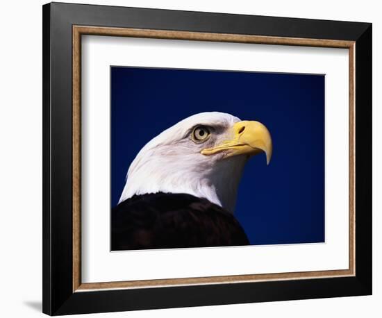 American Bald Eagle-Joseph Sohm-Framed Photographic Print