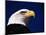 American Bald Eagle-Joseph Sohm-Mounted Photographic Print