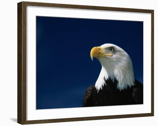 American Bald Eagle-Joseph Sohm-Framed Photographic Print