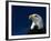 American Bald Eagle-Joseph Sohm-Framed Photographic Print