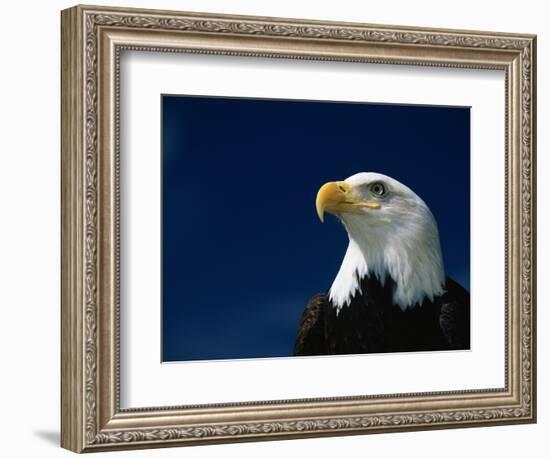 American Bald Eagle-Joseph Sohm-Framed Photographic Print