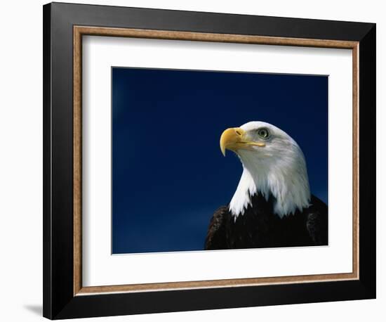 American Bald Eagle-Joseph Sohm-Framed Photographic Print