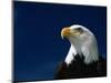 American Bald Eagle-Joseph Sohm-Mounted Photographic Print