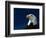 American Bald Eagle-Joseph Sohm-Framed Photographic Print