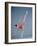 American Ballet Theater Ballerina Paloma Herrera in Graceful Move Ballet "Themes and Variations"-Ted Thai-Framed Premium Photographic Print