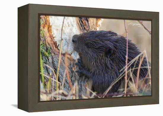 American Beaver chewing down tree-Ken Archer-Framed Premier Image Canvas