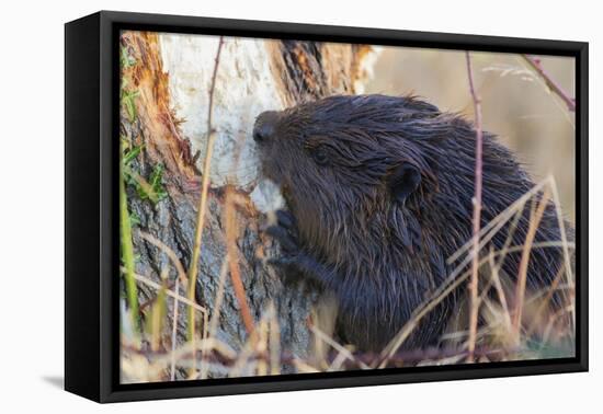 American Beaver chewing down tree-Ken Archer-Framed Premier Image Canvas