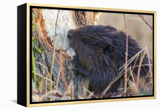 American Beaver chewing down tree-Ken Archer-Framed Premier Image Canvas