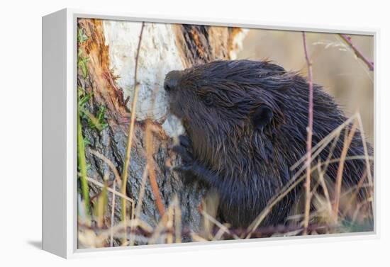 American Beaver chewing down tree-Ken Archer-Framed Premier Image Canvas