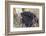 American Beaver chewing down tree-Ken Archer-Framed Photographic Print