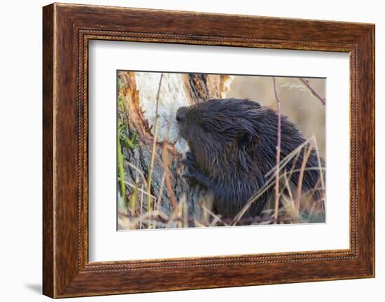 American Beaver chewing down tree-Ken Archer-Framed Photographic Print