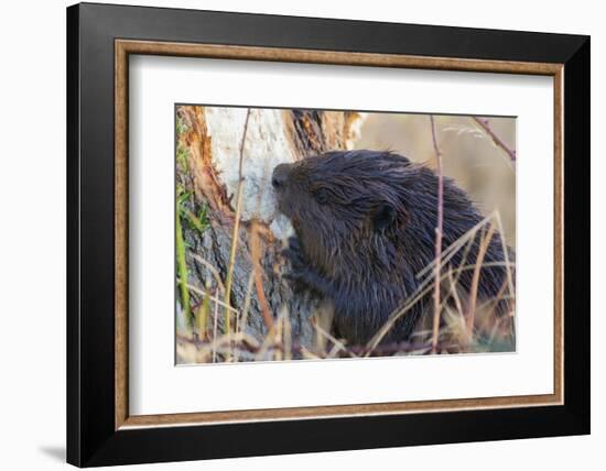 American Beaver chewing down tree-Ken Archer-Framed Photographic Print