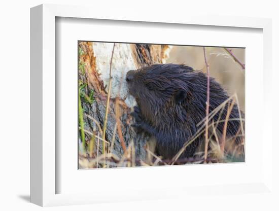 American Beaver chewing down tree-Ken Archer-Framed Photographic Print