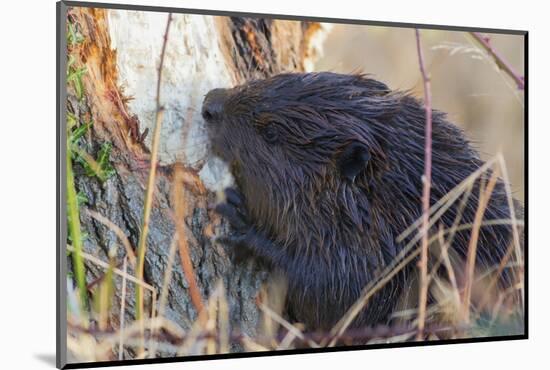 American Beaver chewing down tree-Ken Archer-Mounted Photographic Print