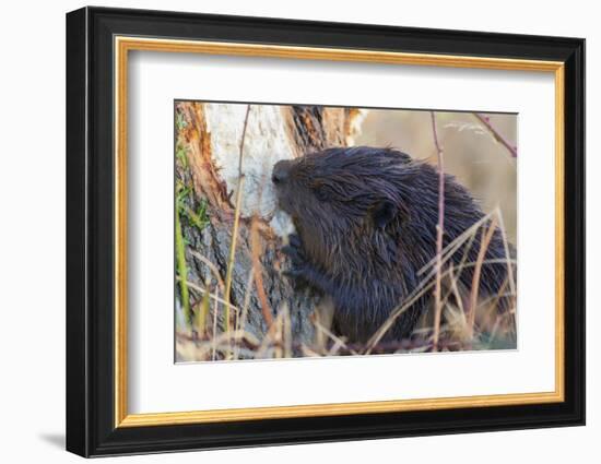 American Beaver chewing down tree-Ken Archer-Framed Photographic Print