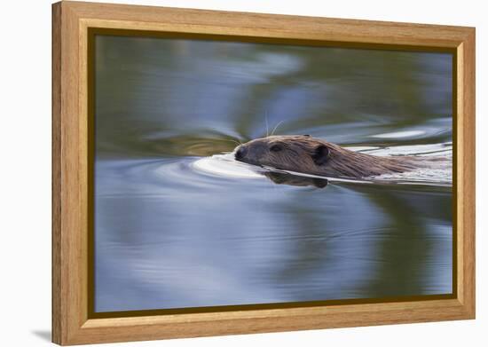 American Beaver Swimming in Pond-Ken Archer-Framed Premier Image Canvas