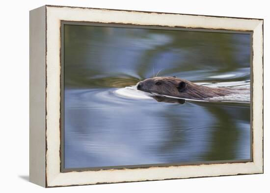 American Beaver Swimming in Pond-Ken Archer-Framed Premier Image Canvas