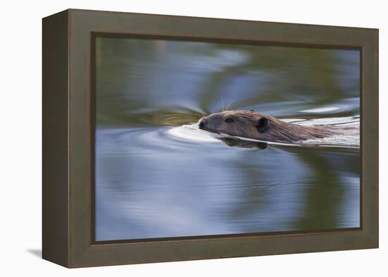 American Beaver Swimming in Pond-Ken Archer-Framed Premier Image Canvas